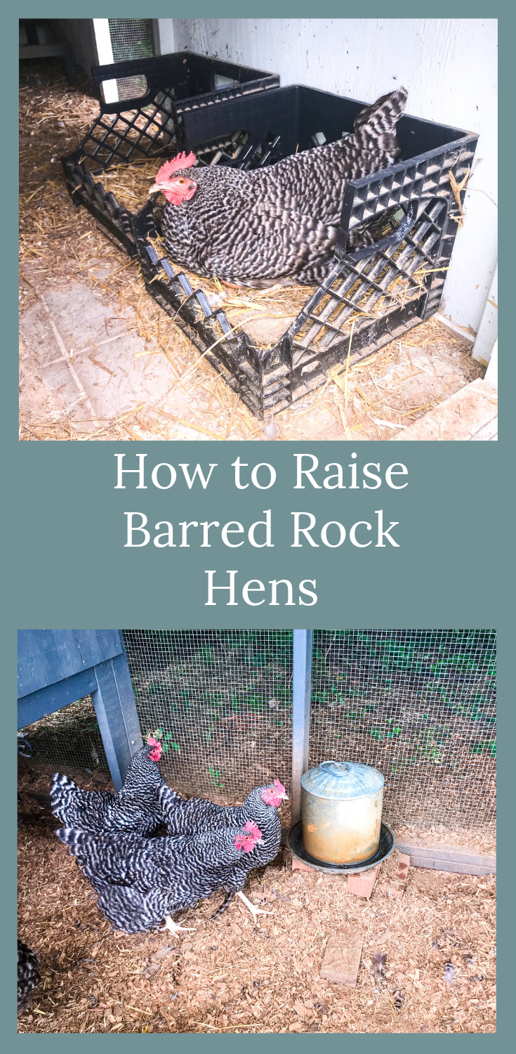 raising barred rock hens, laying eggs, fresh eggs, chickens, natural living