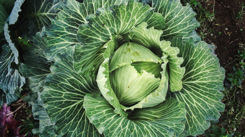 cabbage, fermented foods, sustainability,