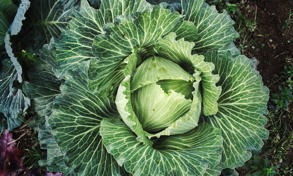 cabbage, fermented foods, sustainability, 